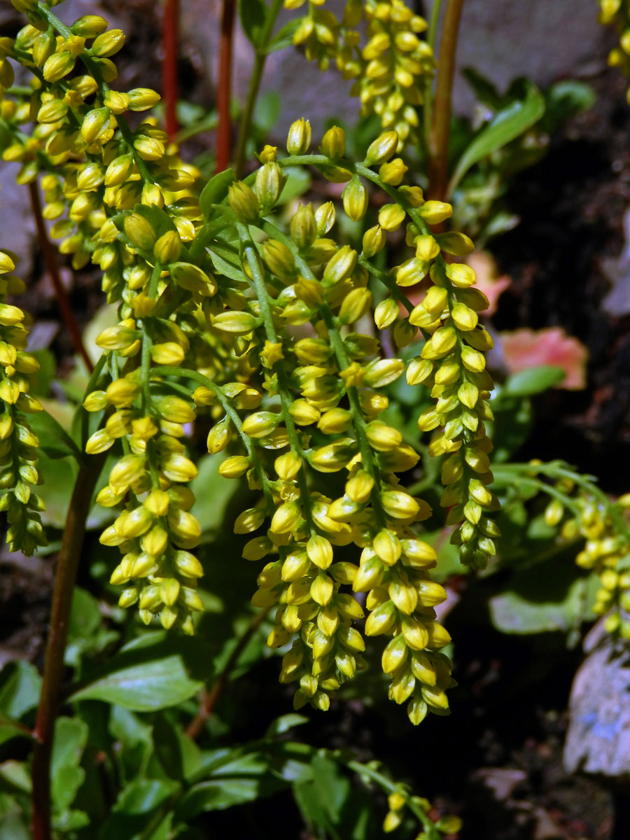 Pupovice vstřícnolistá (Chiastophyllum oppositifolium A. Berger)