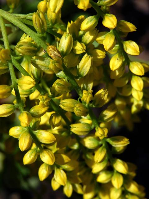 Pupovice vstřícnolistá (Chiastophyllum oppositifolium A. Berger)