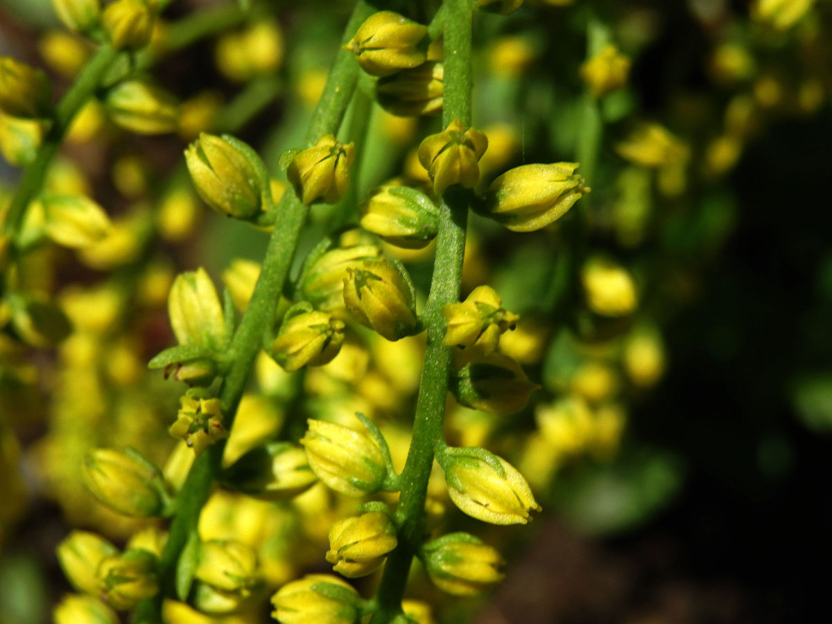 Pupovice vstřícnolistá (Chiastophyllum oppositifolium A. Berger)