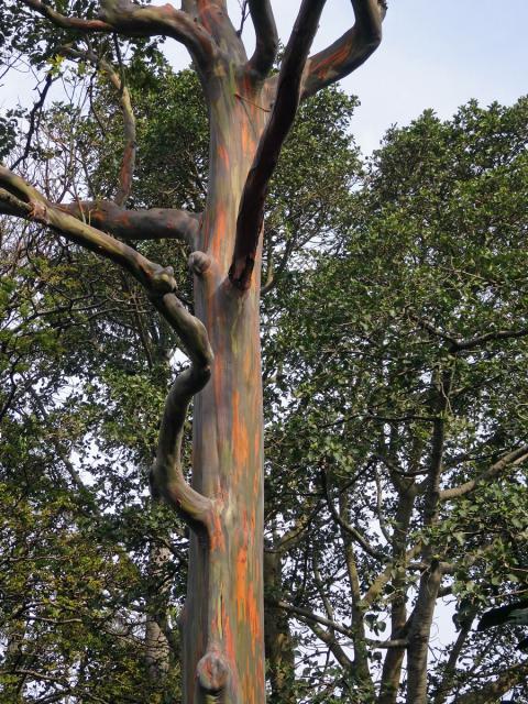 Blahovičník (Eucalyptus deglupta Blume)