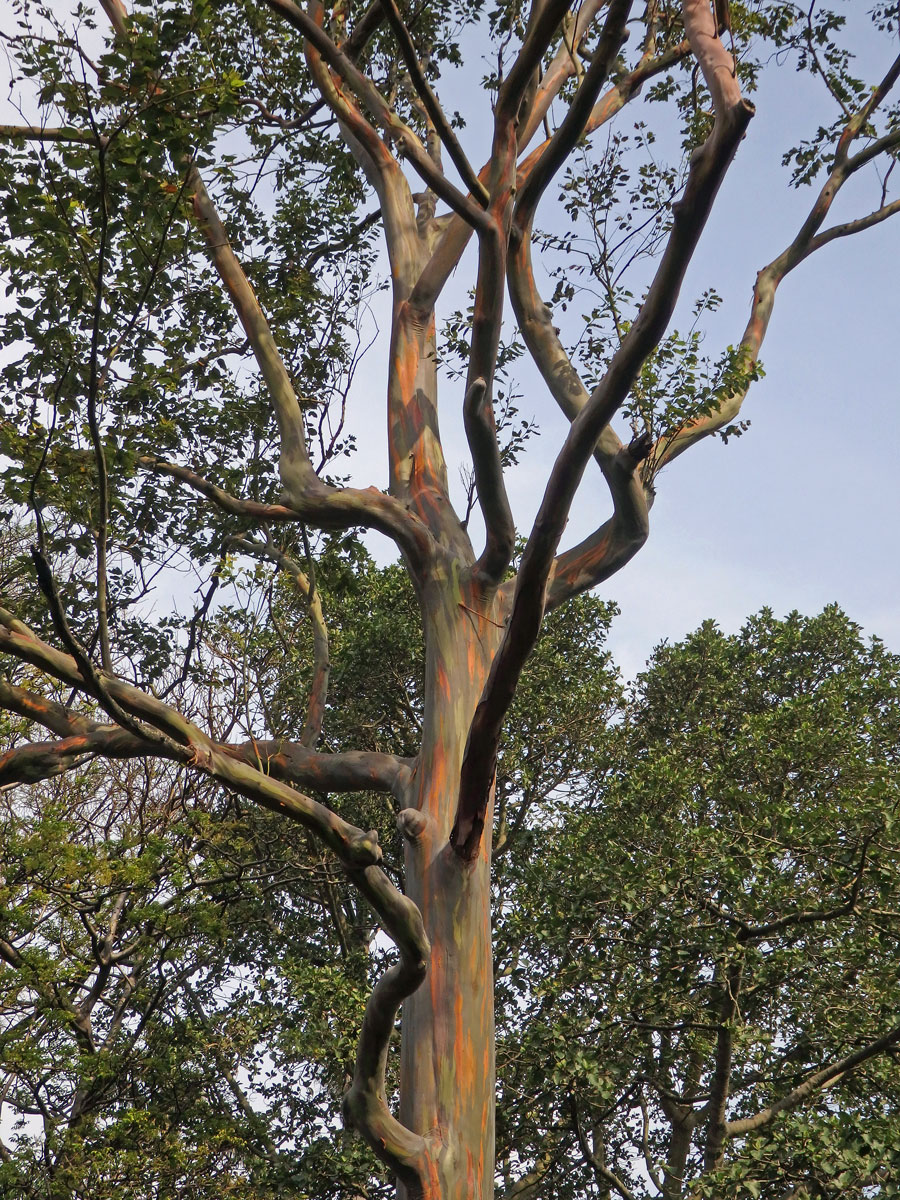 Blahovičník (Eucalyptus deglupta Blume)