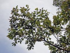 Blahovičník (Eucalyptus deglupta Blume)