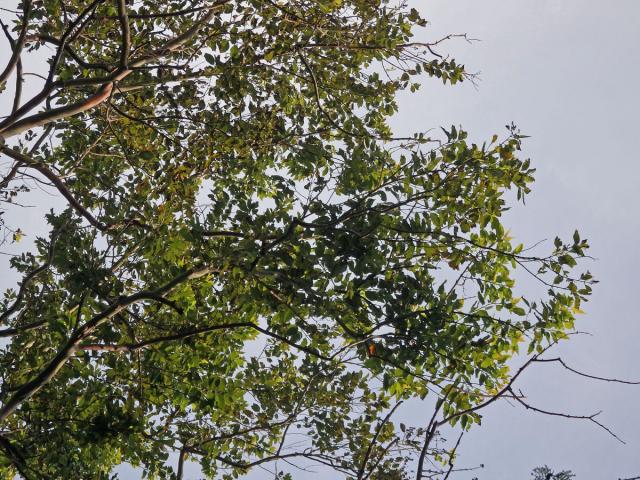 Blahovičník (Eucalyptus deglupta Blume)