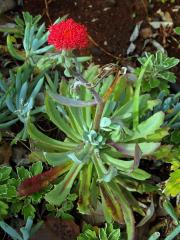 Kleinia fulgens Hook. f. 