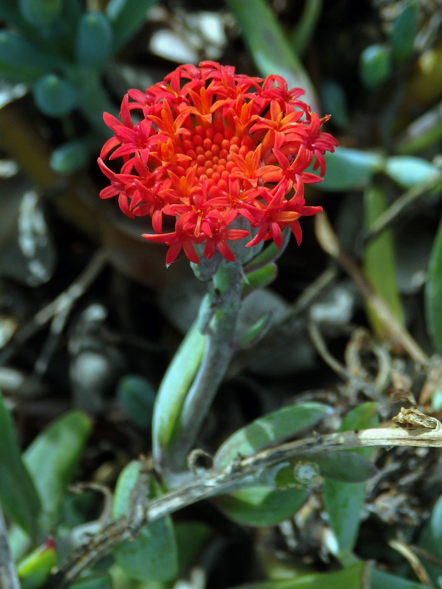 Kleinia fulgens Hook. f.