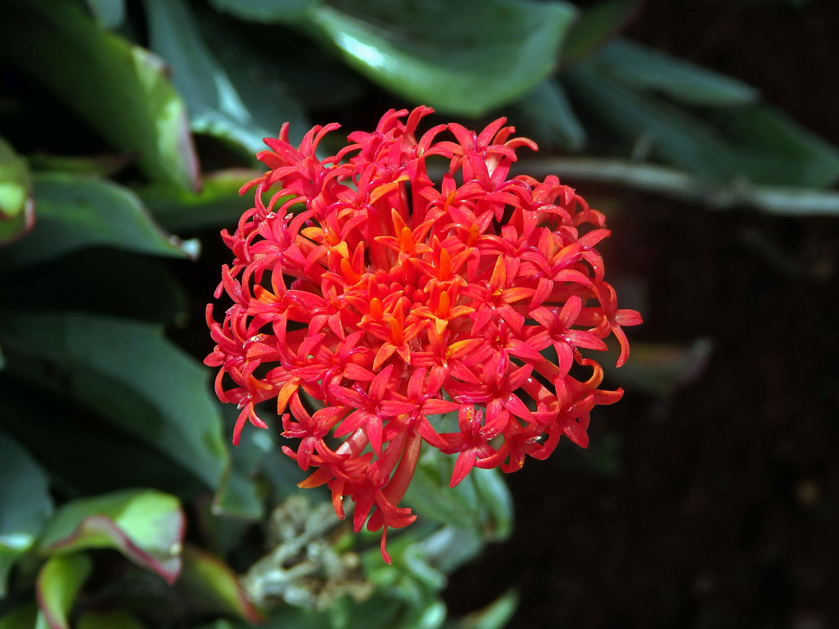 Kleinia fulgens Hook. f.