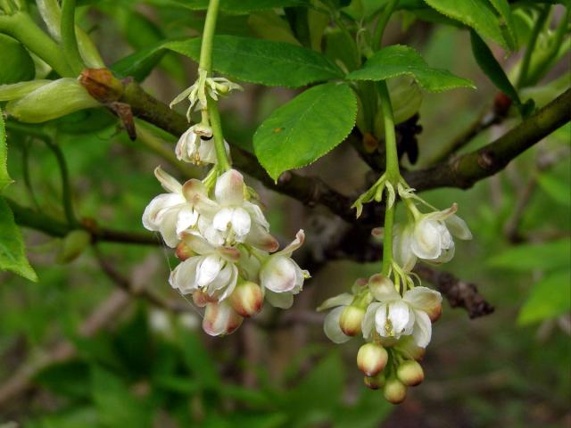 Klokoč zpeřený (Staphylea pinnata L.)