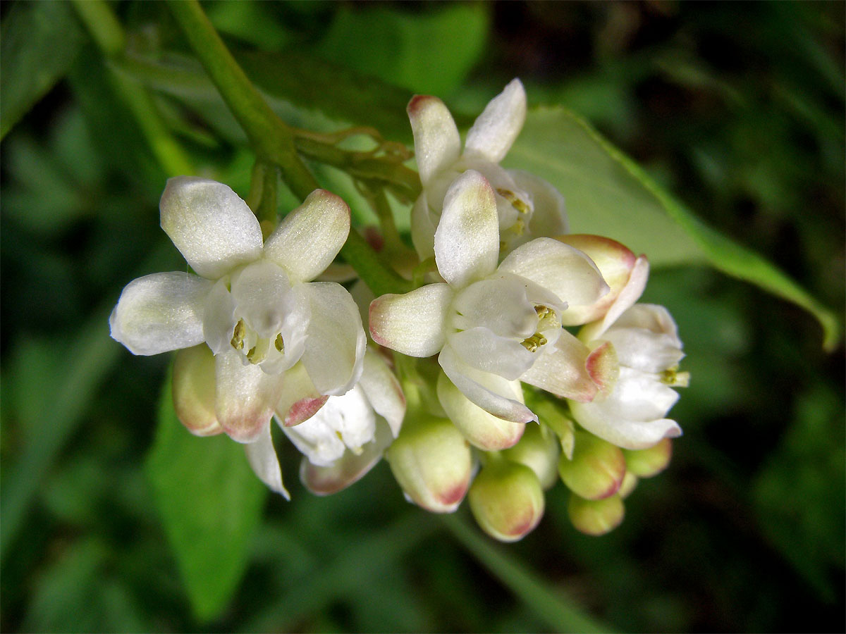 Klokoč zpeřený (Staphylea pinnata L.)