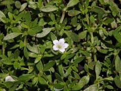 Dentella repens J. R. Forst. & G. Forst.