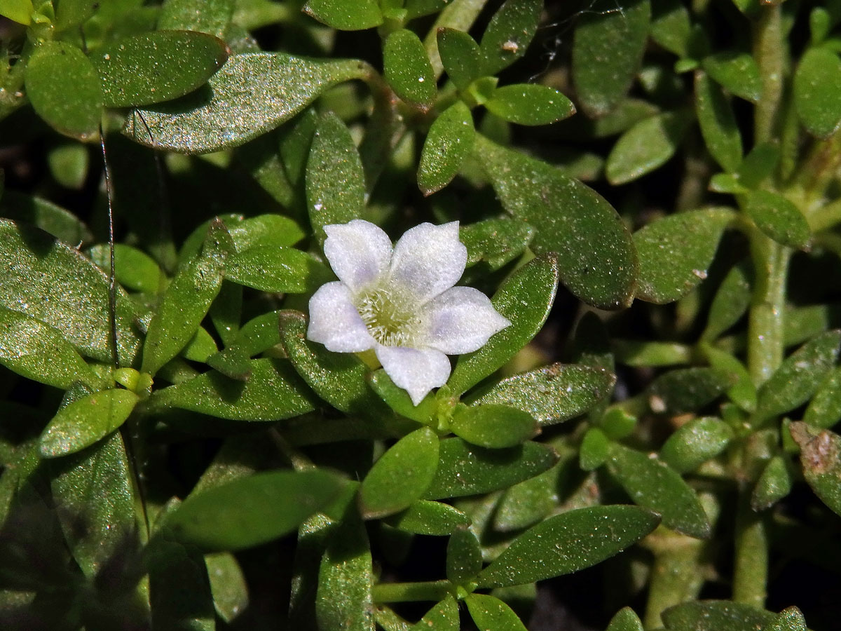 Dentella repens J. R. Forst. & G. Forst.