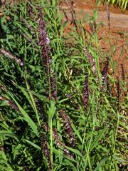 Strdivka vysoká (Melica altissima L.