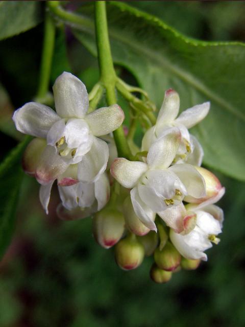Klokoč zpeřený (Staphylea pinnata L.)