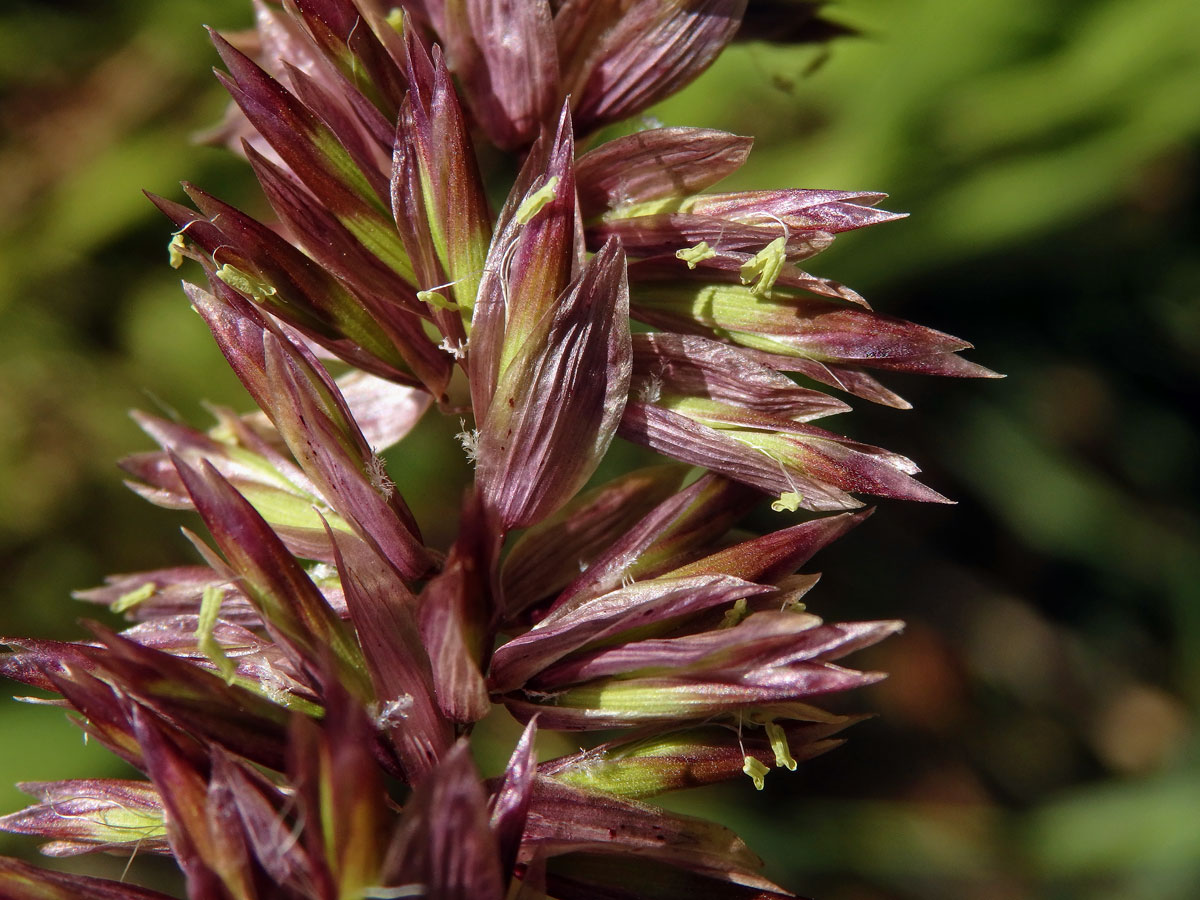 Strdivka vysoká (Melica altissima L.