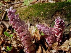 Podbílek šupinatý (Lathraea squamaria L.)