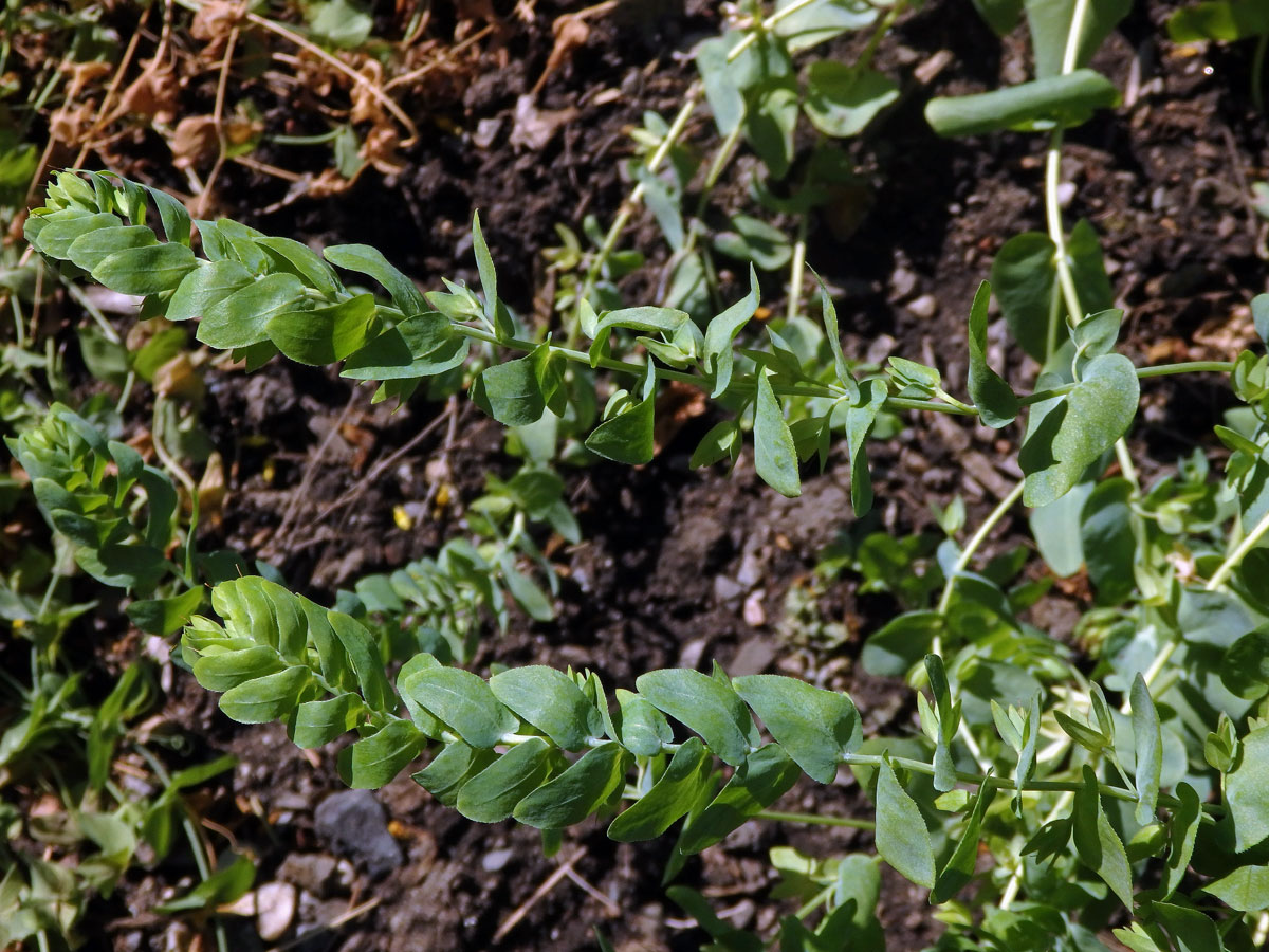 Voskovka holá (Cerinthe glabra Mill.)