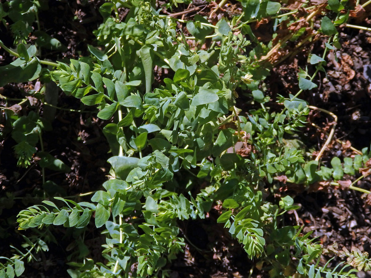 Voskovka holá (Cerinthe glabra Mill.)