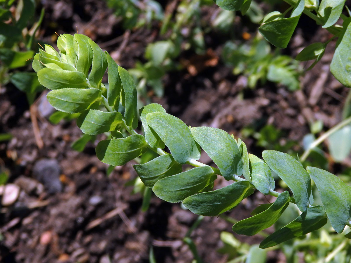 Voskovka holá (Cerinthe glabra Mill.)