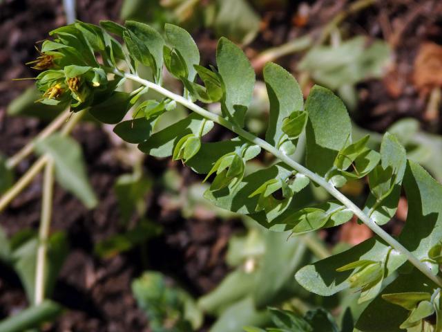 Voskovka holá (Cerinthe glabra Mill.)