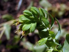 Voskovka holá (Cerinthe glabra Mill.)