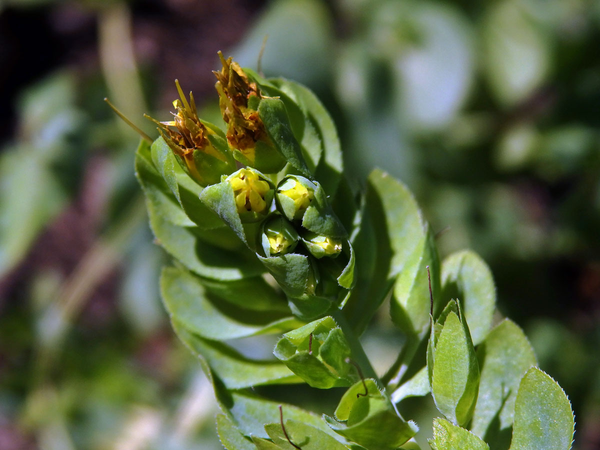 Voskovka holá (Cerinthe glabra Mill.)