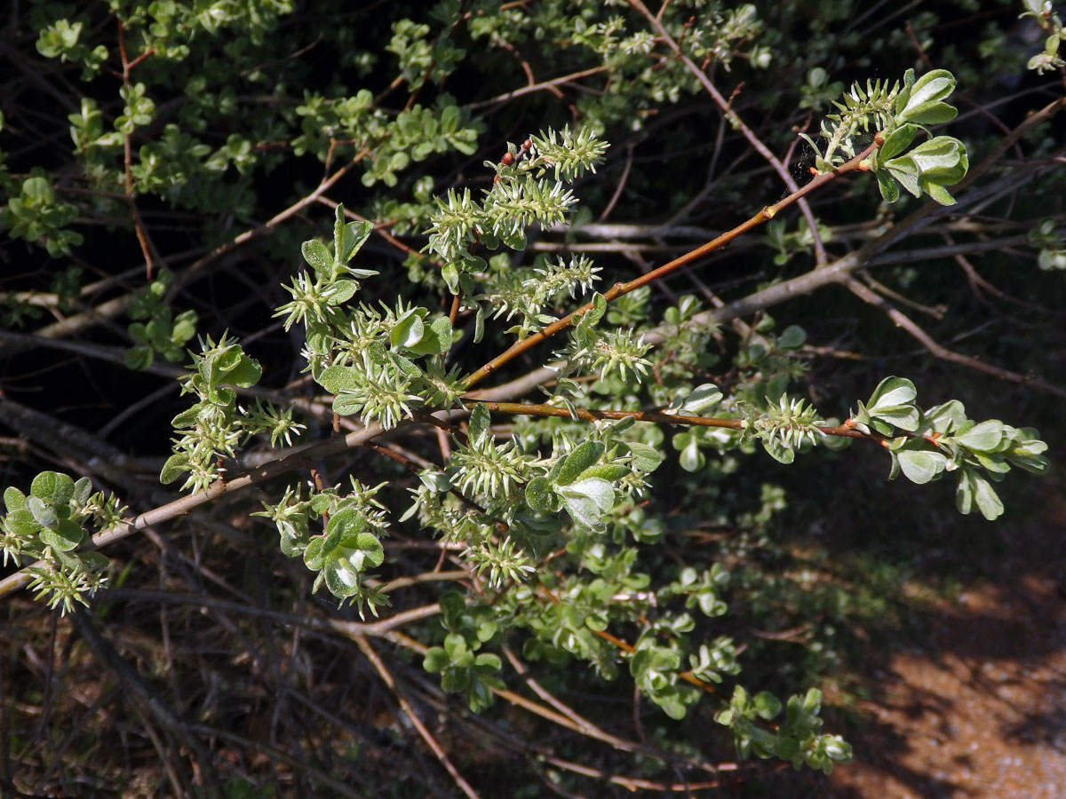 Vrba ušatá (Salix aurita L.)