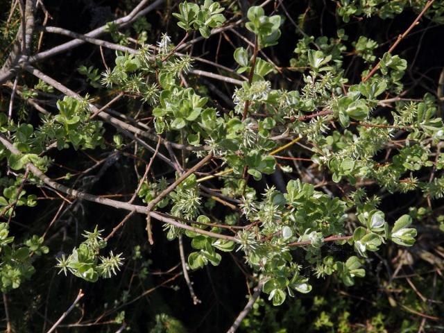 Vrba ušatá (Salix aurita L.)