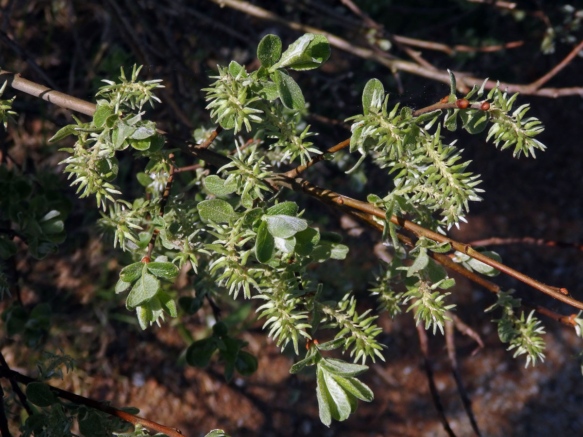 Vrba ušatá (Salix aurita L.)