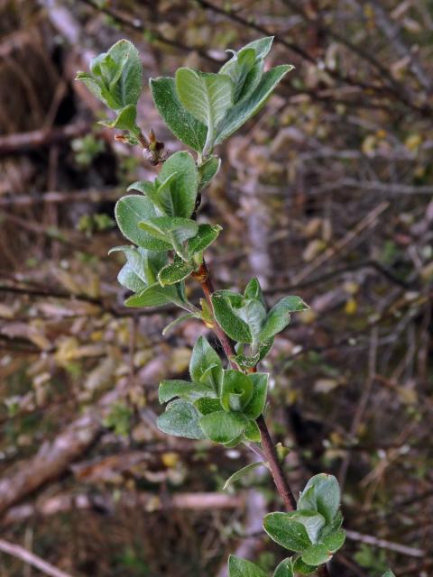 Vrba ušatá (Salix aurita L.)
