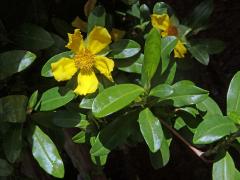 Hibbertia scandens (Willd.) Dryand.