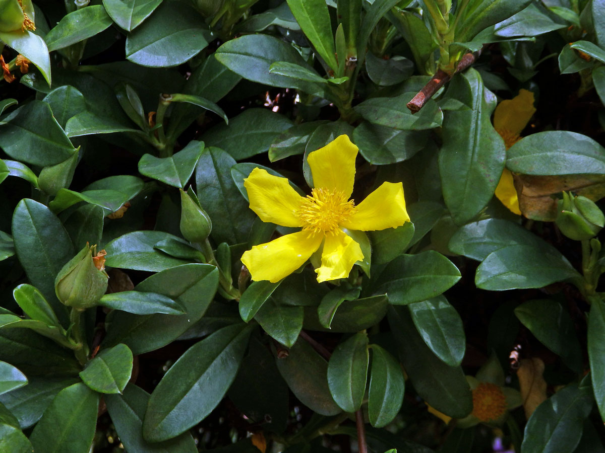 Hibbertia scandens (Willd.) Dryand.