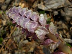 Podbílek šupinatý (Lathraea squamaria L.)