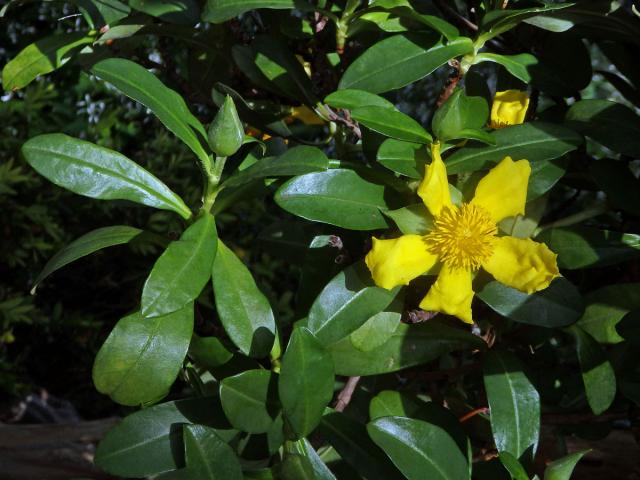 Hibbertia scandens (Willd.) Dryand.