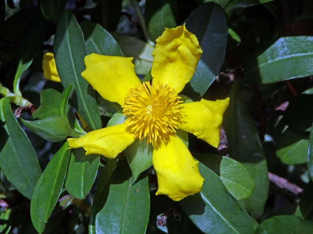 Hibbertia scandens (Willd.) Dryand.