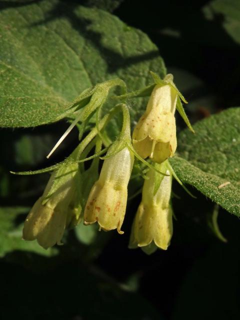 Kostival srdčitý (Symphytum coradatum Waldst. & Kit. ex Willd.)