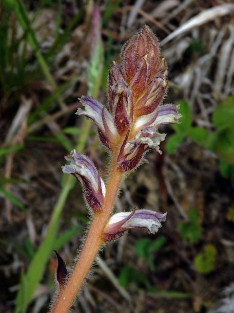 Záraza menší (Orobanche minor Sm.)