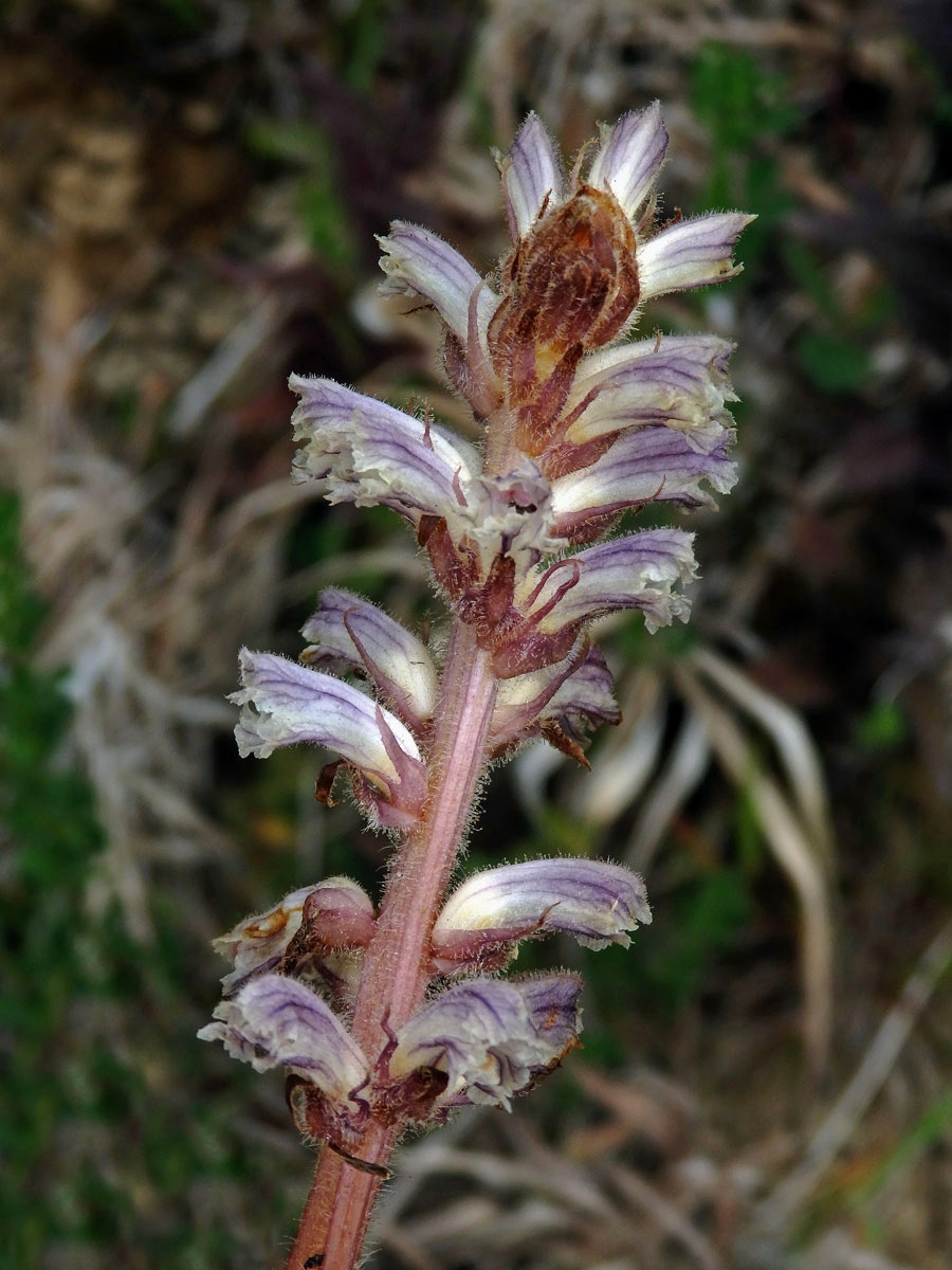 Záraza menší (Orobanche minor Sm.)