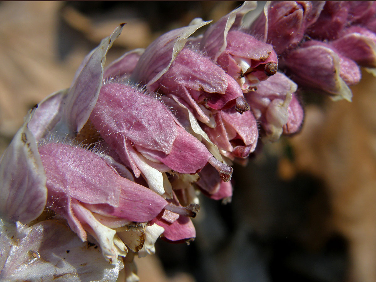 Podbílek šupinatý (Lathraea squamaria L.)