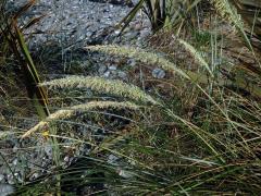 Kamýš písečný (Ammophila arenaria (L.) Link)