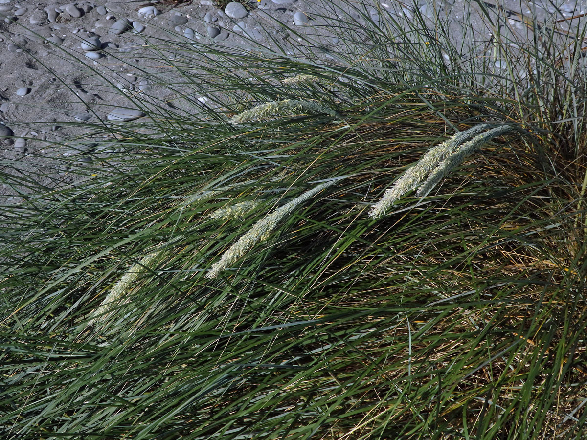 Kamýš písečný (Ammophila arenaria (L.) Link)