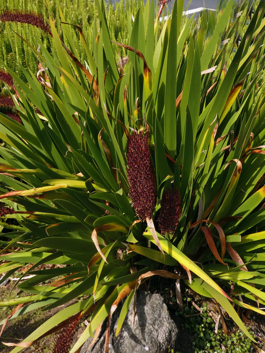 Xeronema callistemon W. R. B. Oliv.