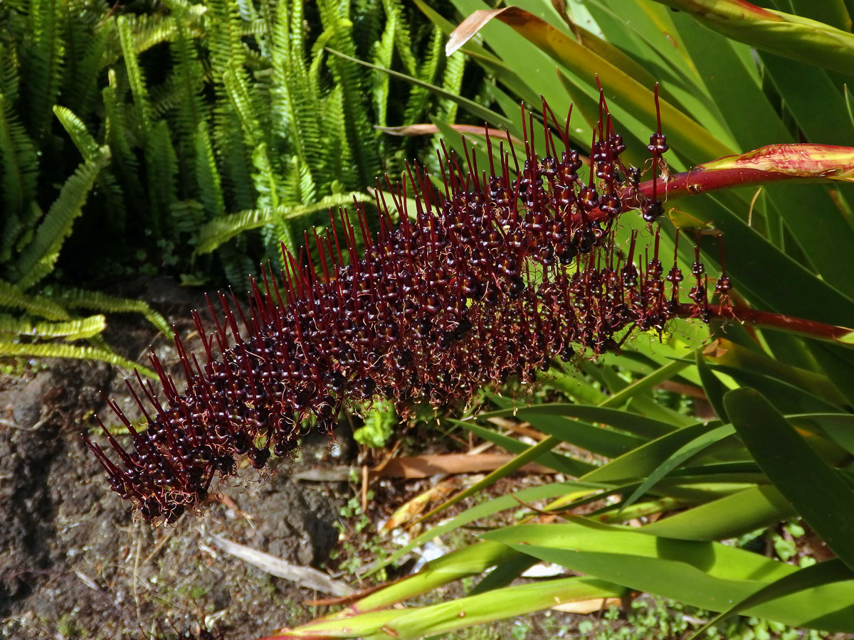 Xeronema callistemon W. R. B. Oliv.