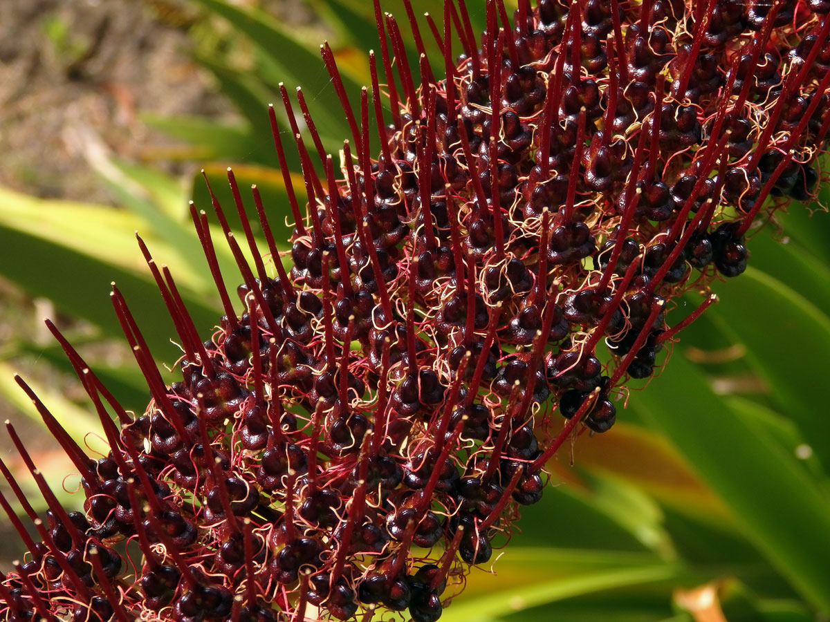 Xeronema callistemon W. R. B. Oliv.