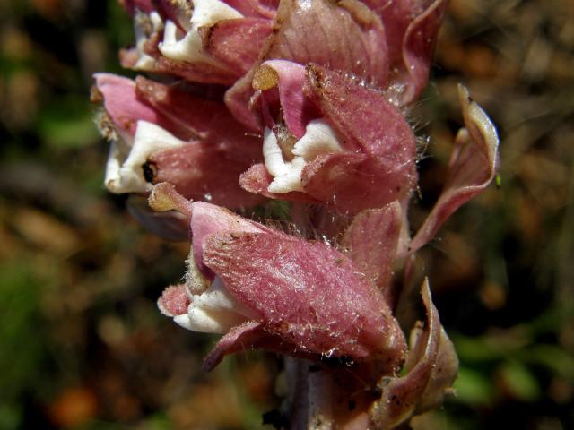 Podbílek šupinatý (Lathraea squamaria L.)