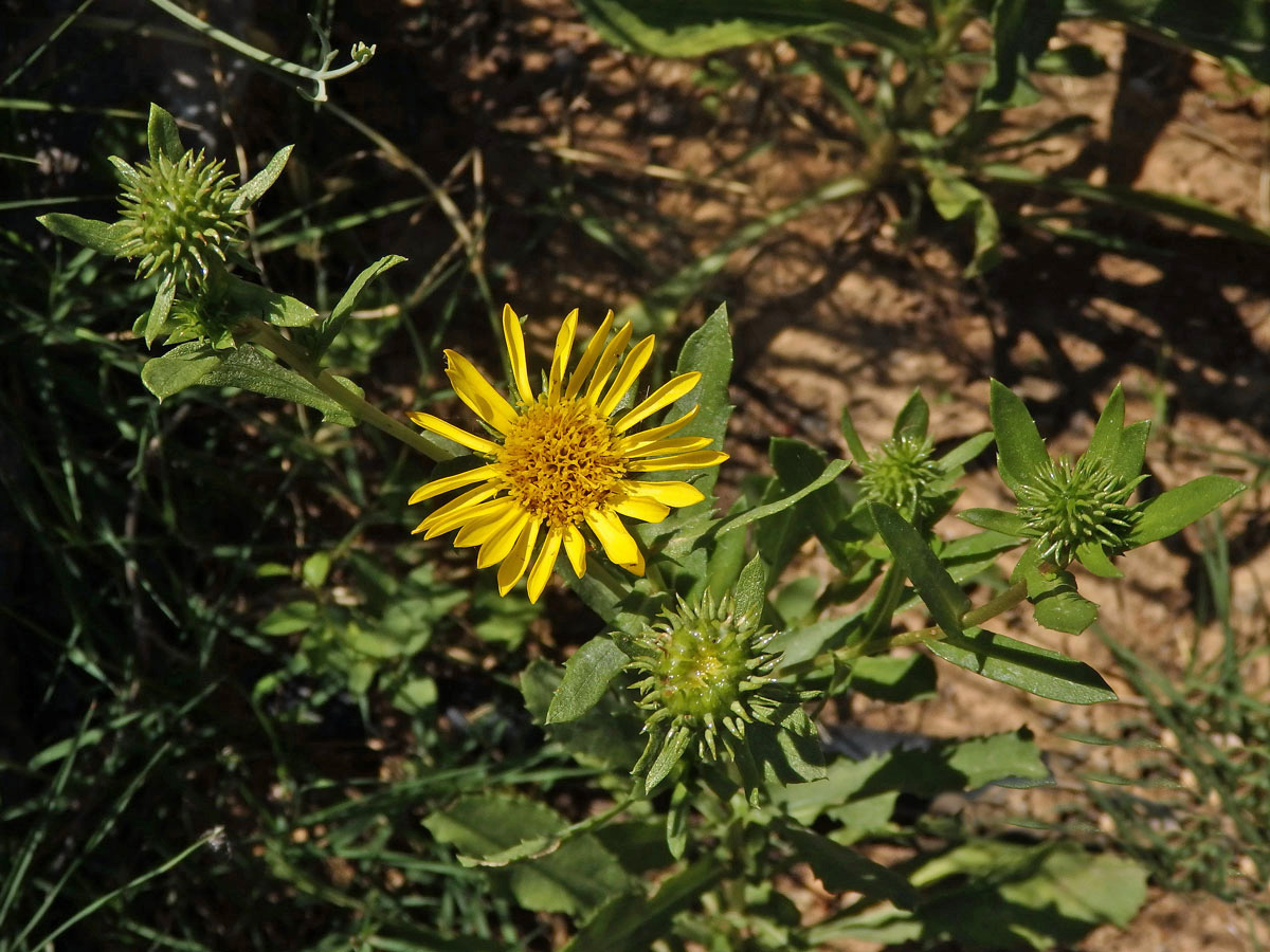 Grindélie (Grindelia integrifolia DC.)