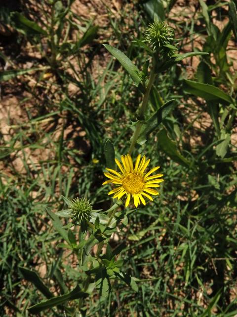 Grindélie (Grindelia integrifolia DC.)