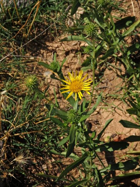 Grindélie (Grindelia integrifolia DC.)