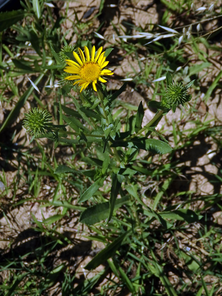 Grindélie (Grindelia integrifolia DC.)