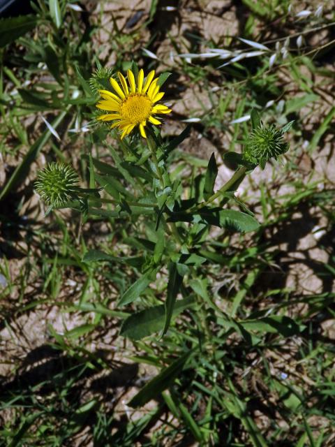 Grindélie (Grindelia integrifolia DC.)