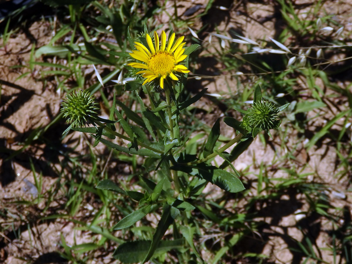 Grindélie (Grindelia integrifolia DC.)