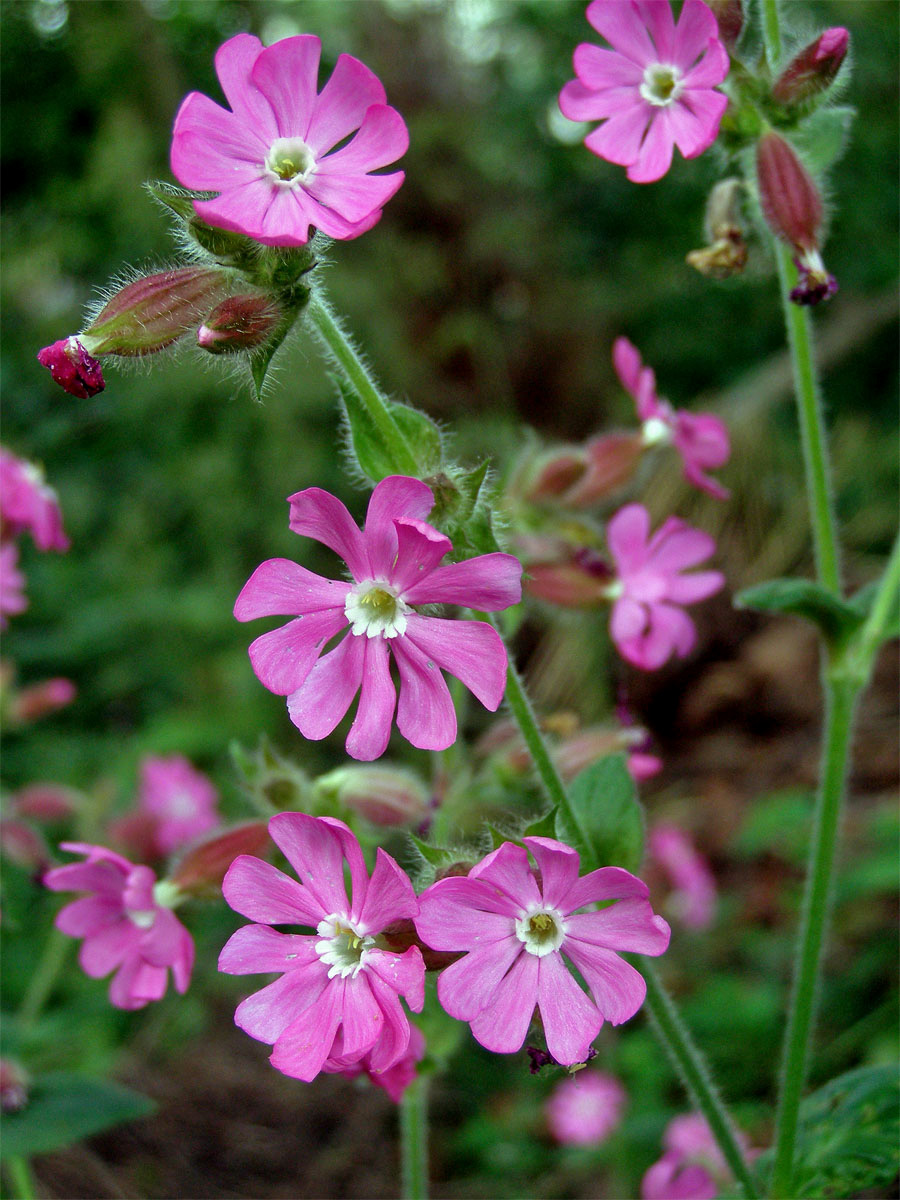 Silenka dvoudomá = Knotovka červená (Silene dioica (L.) Clairv.)